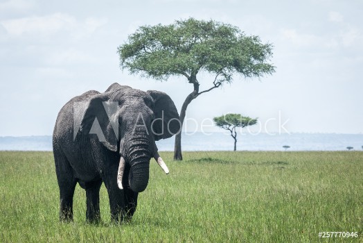 Image de Elephant in kenya